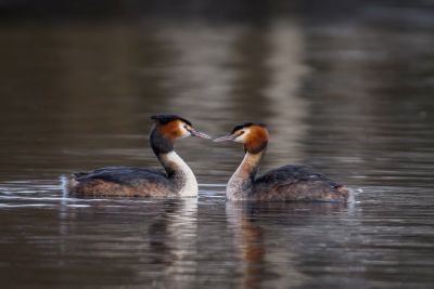 Bird Photography Competition