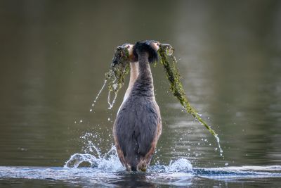 Bird Photography Competition