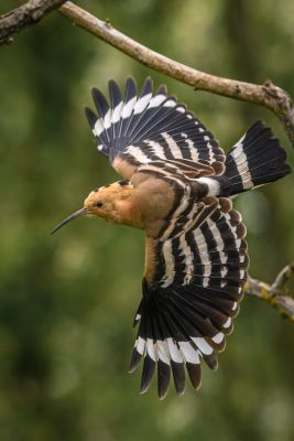 Bird Photography Competition