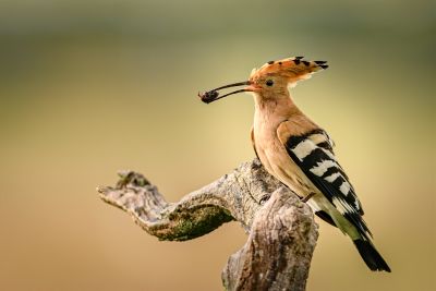 Bird Photography Competition