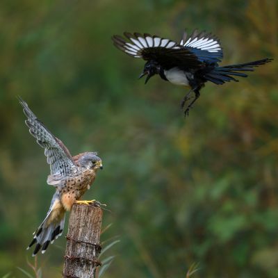 Bird Photography Competition