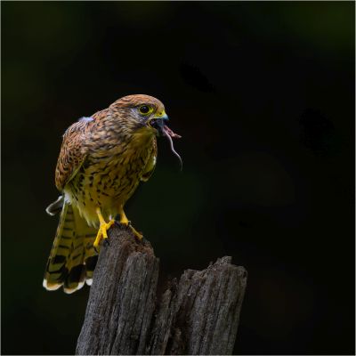 Bird Photography Competition