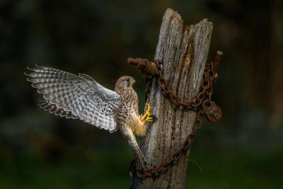 Bird Photography Competition