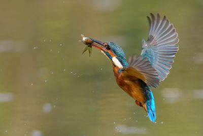 Bird Photography Competition