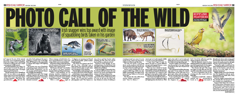 Irish Daily Mirror - Wild World